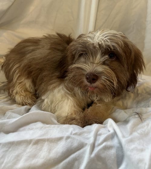 Photo of Muffin, adoptable Lhasa Apso in Pipe Creek, Texas