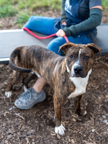 Photo of Yall, adoptable dog in Chamblee, Georgia