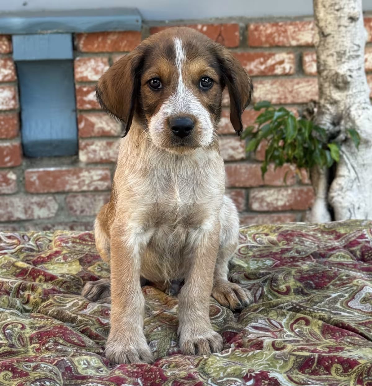 Photo of Cosmo, adoptable Cattle Dog Goldendoodle in Valley Glen, California