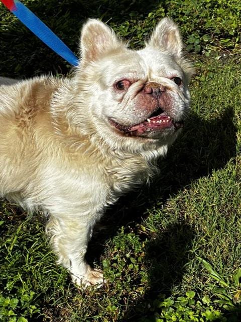 Photo of Dean, adoptable Bulldog in Fort Lauderdale, Florida