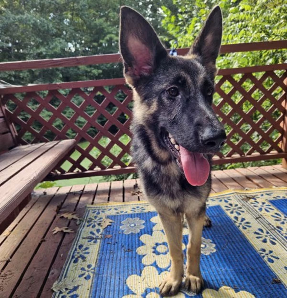 Photo of Julietta, adoptable German Shepherd Dog in Louisville, Kentucky