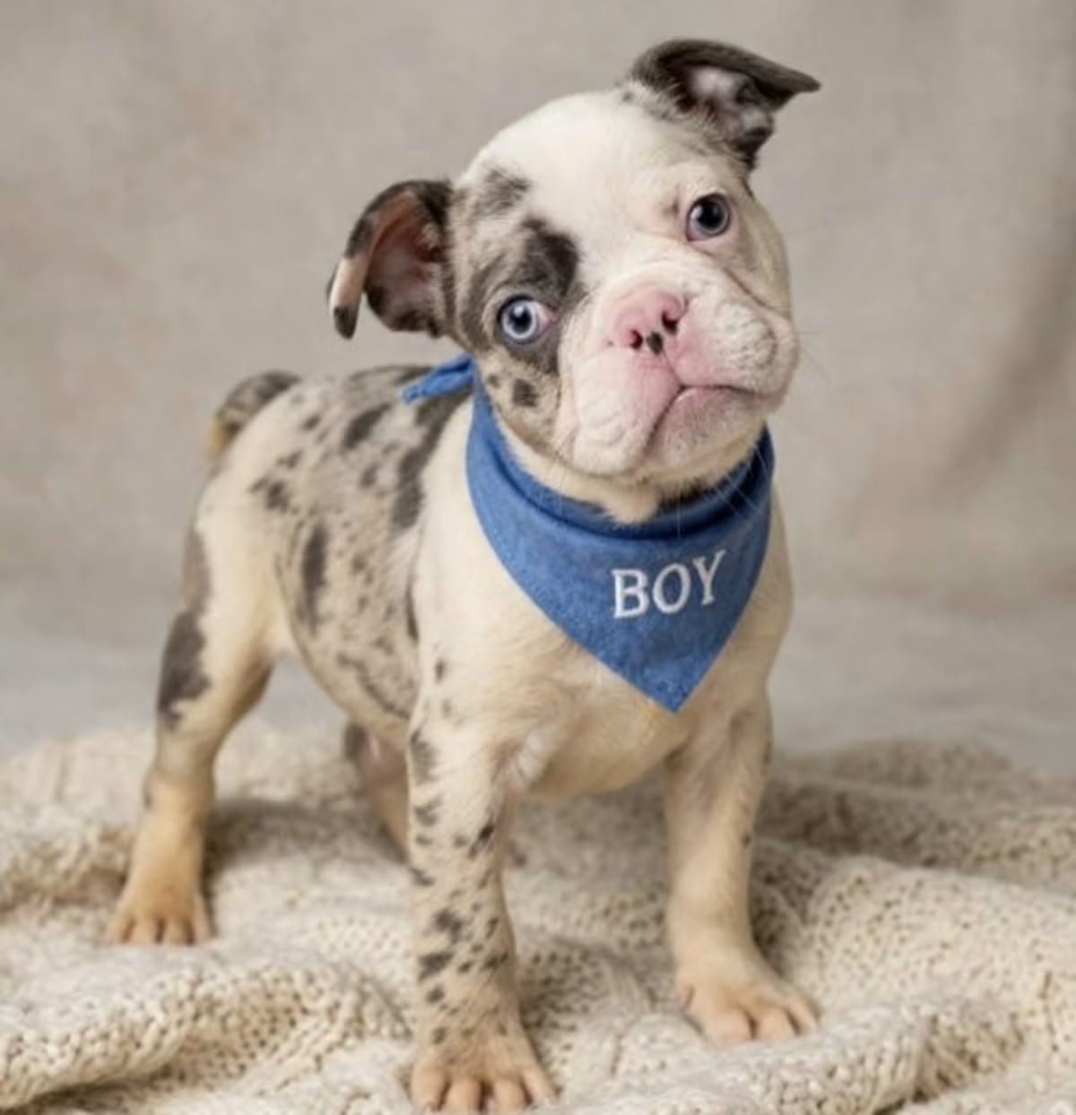Photo of Jack, adoptable French Bulldog in Perrysville, Maryland