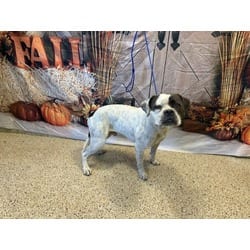 Photo of Chauncey, adoptable American Bulldog in Doral, Florida