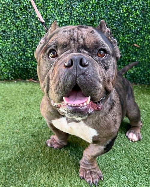 Photo of Goliath, adoptable Staffordshire Bull Terrier in Naples, Florida