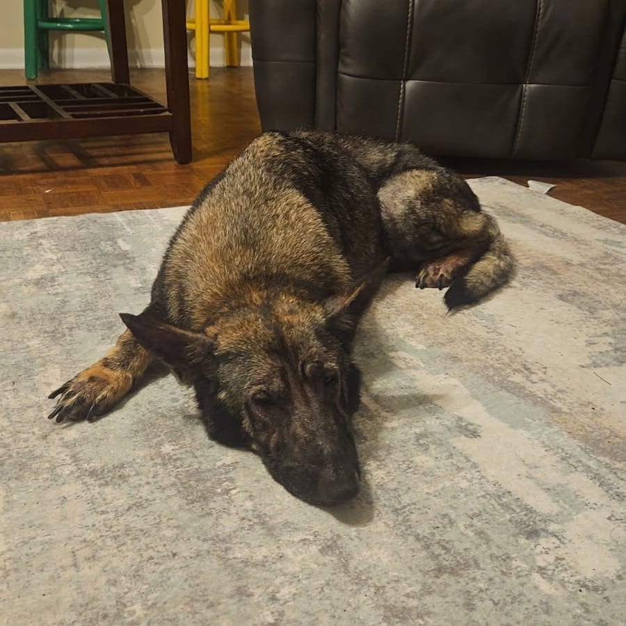 Photo of Arya, adoptable Mixed Breed (Large) in Greensboro, North Carolina