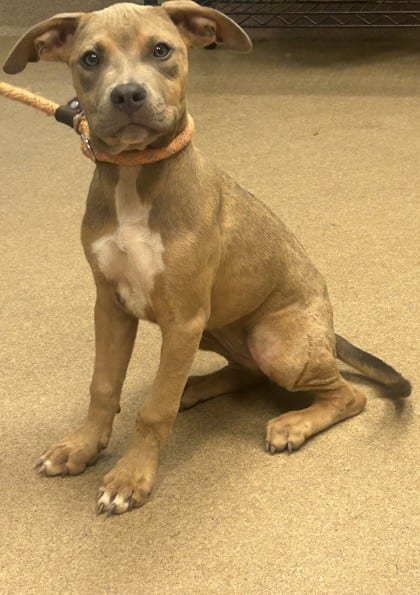 Photo of Carlotta, adoptable dog in Chamblee, Georgia