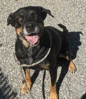 Photo of Misty, adoptable Rottweiler in Palmetto, Florida