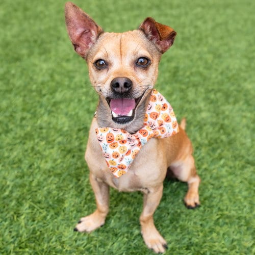 Photo of Clint, adoptable Chihuahua in Burlingame, California