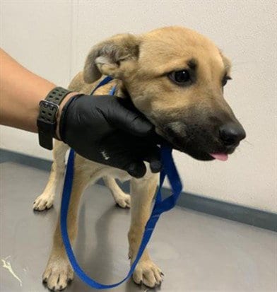 Photo of A256717, adoptable German Shepherd Dog in Visalia, California