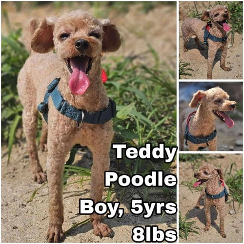 Photo of Teddy from Korea, adoptable Poodle (Toy) in Federal Way, Washington