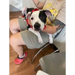 Photo of Jar-Jar Binks, adoptable American Pit Bull Terrier in Baton Rouge, Louisiana