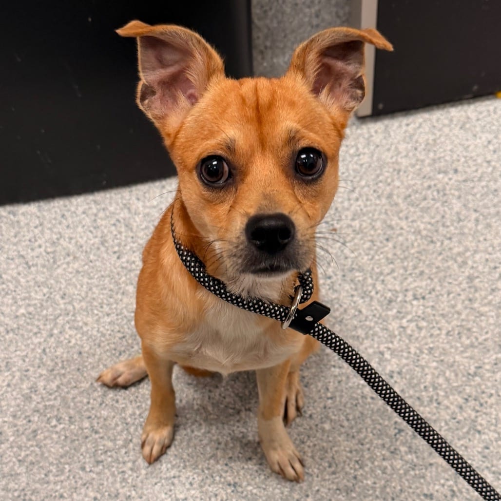 Photo of Toffee, adoptable Chihuahua in Spartanburg, South Carolina
