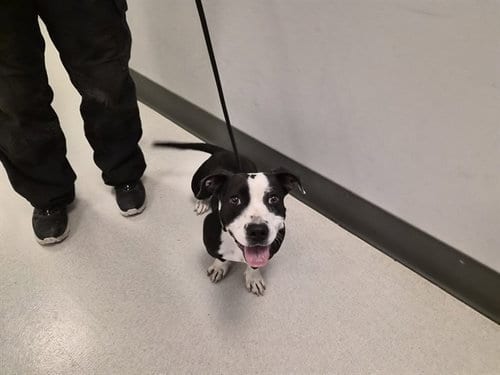 Photo of Baby Girl, adoptable Pit Bull Terrier in Corona, California