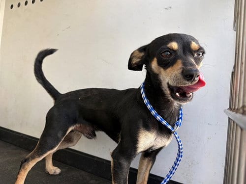 Photo of A172039, adoptable Chihuahua in Bakersfield, California