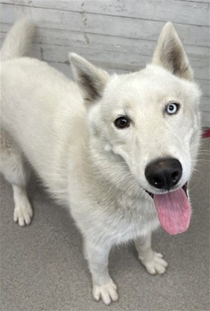 Photo of Oreo, adoptable Siberian Husky in San Bernardino, California