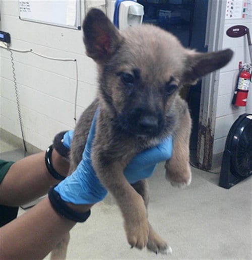 Photo of A480705, adoptable German Shepherd Dog in Oklahoma City, Oklahoma