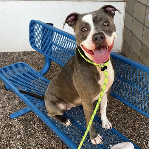 Photo of Glitter, adoptable American Pit Bull Terrier in Mesa, Arizona