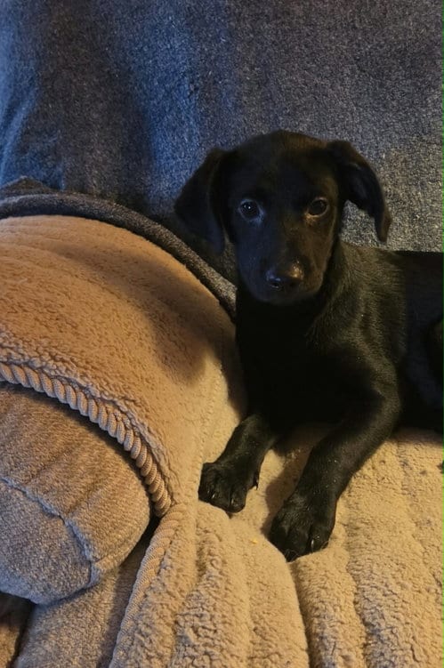 Photo of Kiwi (NY-Shari), adoptable Labrador Retriever in SHERBURNE, New York