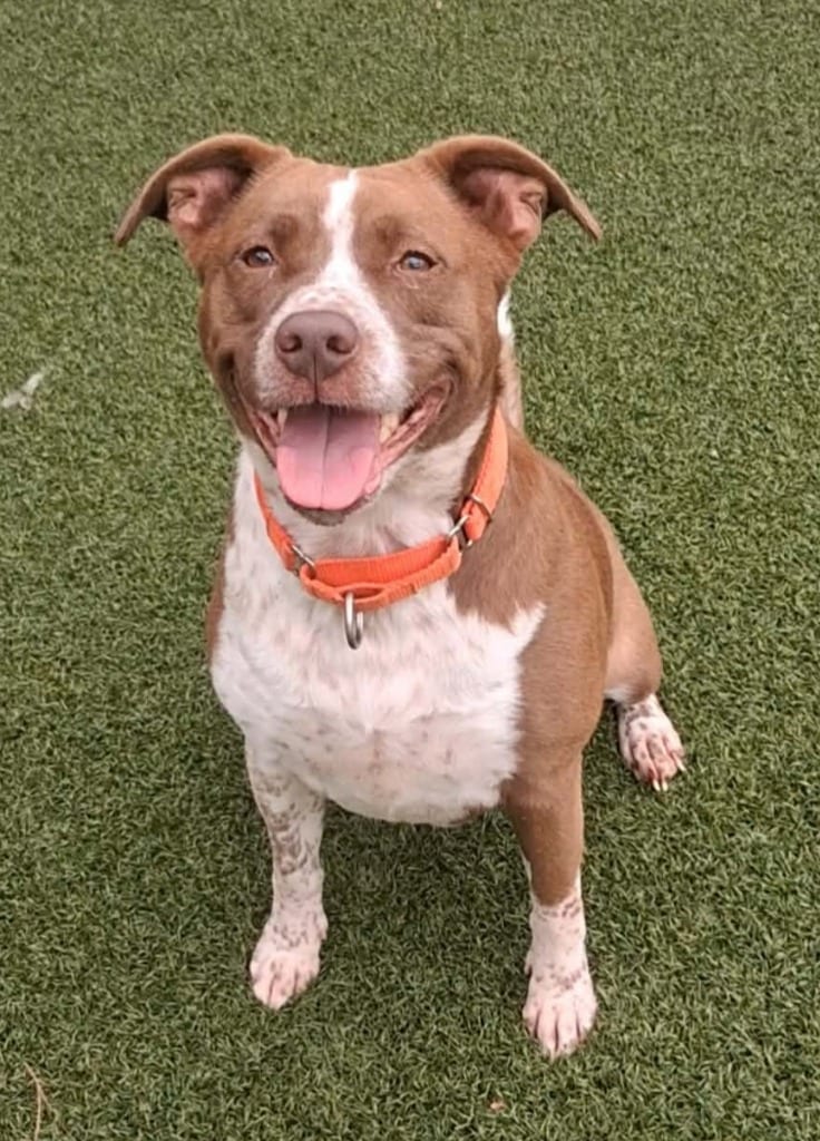 Photo of Mandarin, adoptable Pit Bull Terrier in Hartsville, South Carolina