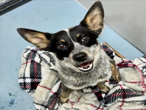Photo of Betany, adoptable Australian Cattle Dog/Blue Heeler in Houston, Texas