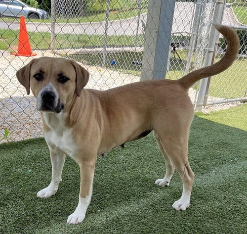Photo of Nova, adoptable Black Mouth Cur in Newton, North Carolina