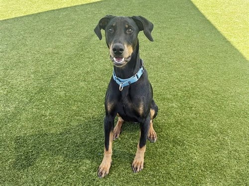 Photo of Gustav, adoptable Doberman Pinscher in Martinez, California