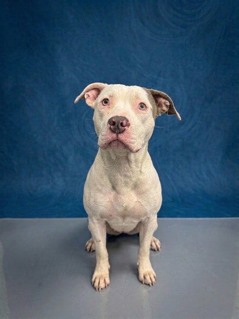 Photo of Casey, adoptable Pit Bull Terrier in Peoria, Illinois