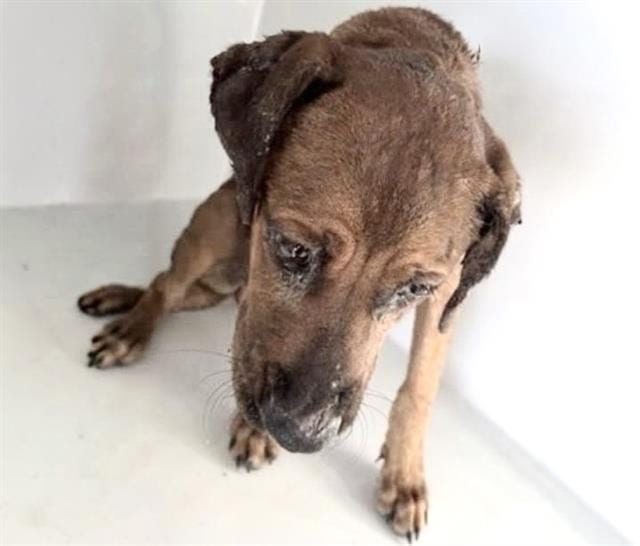 Photo of Senior Labrador Retriever, adoptable Labrador Retriever in Houston, Texas