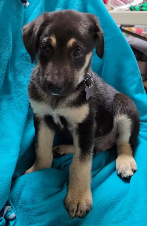 Photo of Chipper, adoptable Shepherd in Hillside, Illinois