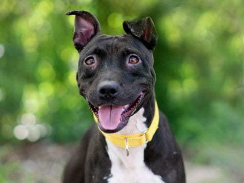 Photo of Plymouth, adoptable Staffordshire Bull Terrier in Tavares, Florida