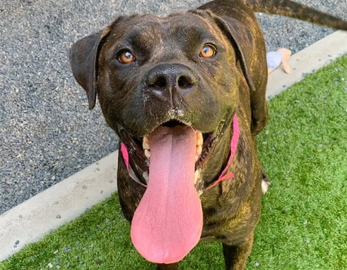 Photo of Calista, adoptable Cane Corso Mastiff in Moreno Valley, California