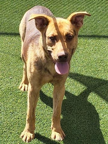 Photo of Kato, adoptable Queensland Heeler in Lathrop, California