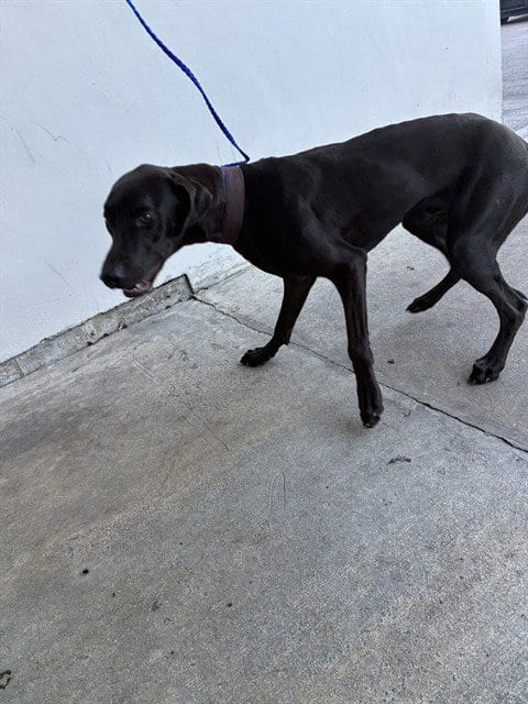 Photo of Shade, adoptable Labrador Retriever in Miami, Florida