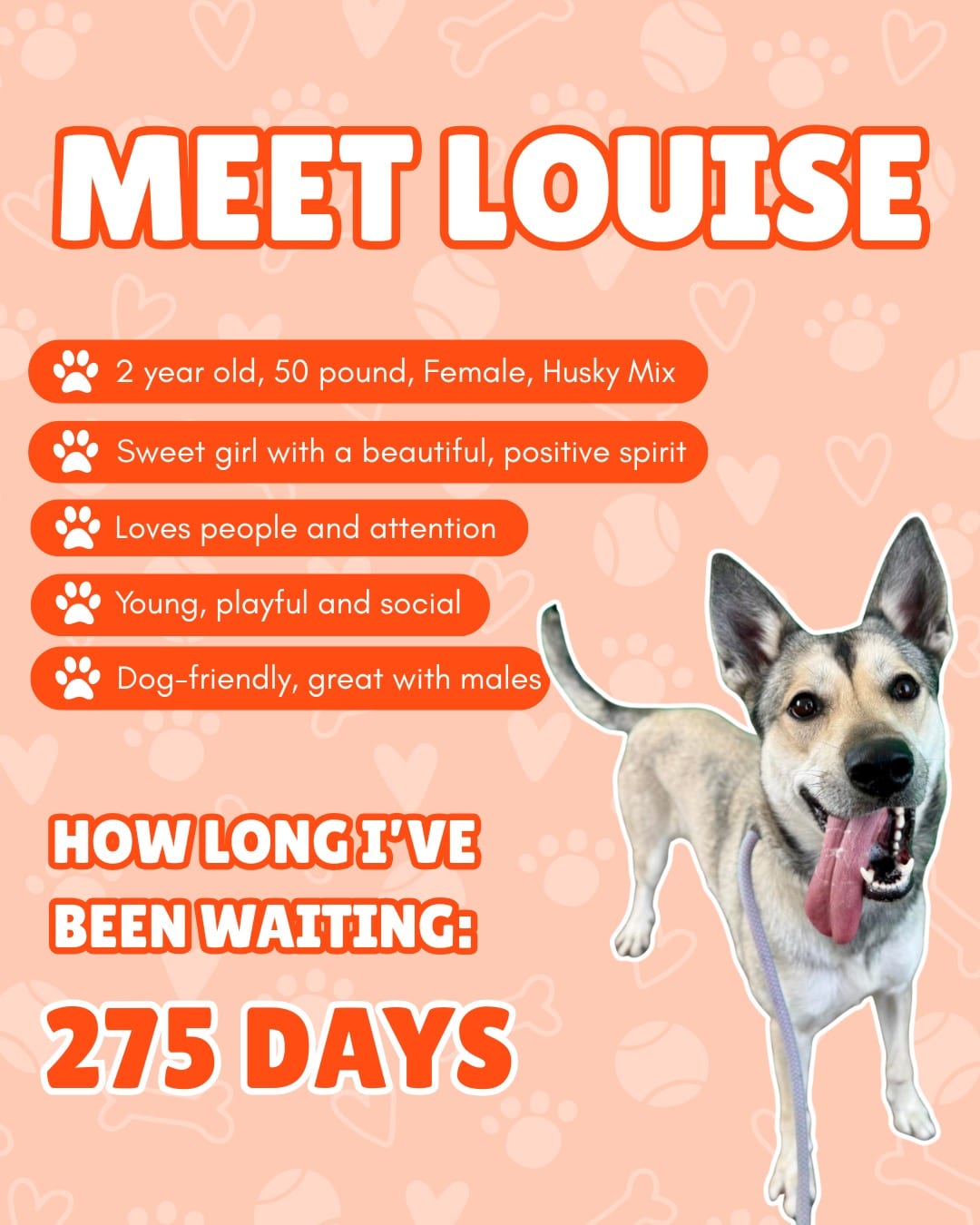 Photo of Louise, adoptable Alaskan Husky / German Shepherd Dog in Chandler, Arizona