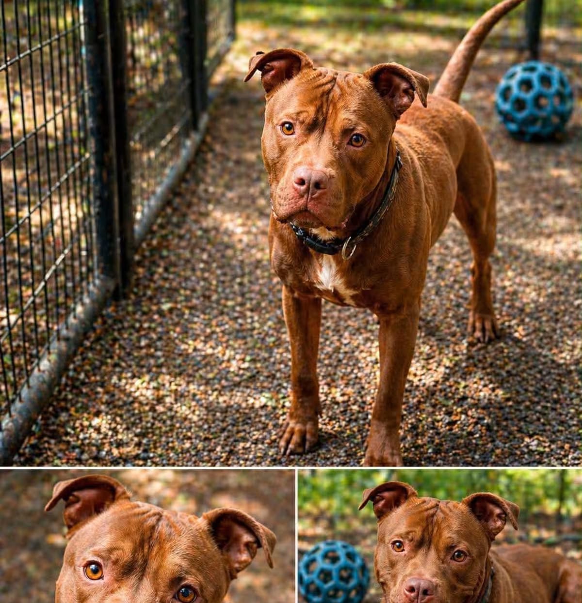 Photo of Chaco, adoptable American Pit Bull Terrier in Liberty, South Carolina