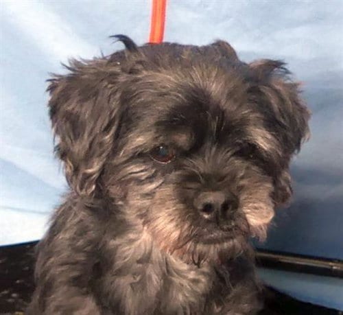 Photo of Frizzle, adoptable Miniature Schnauzer in Ukiah, California