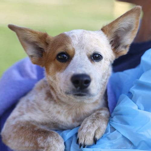 Photo of Veronica, adoptable Catahoula Leopard Dog in San Antonio, Texas