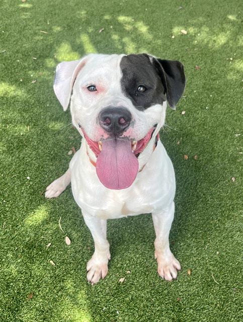 Photo of Breezy, adoptable Pit Bull Terrier in Miami, Florida