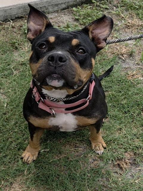 Photo of Rose, adoptable American Staffordshire Terrier in Fort Lauderdale, Florida