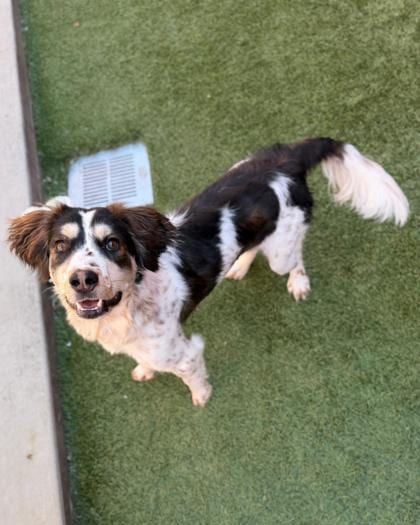 Photo of Gaspacho, adoptable dog in Farmington, New Mexico