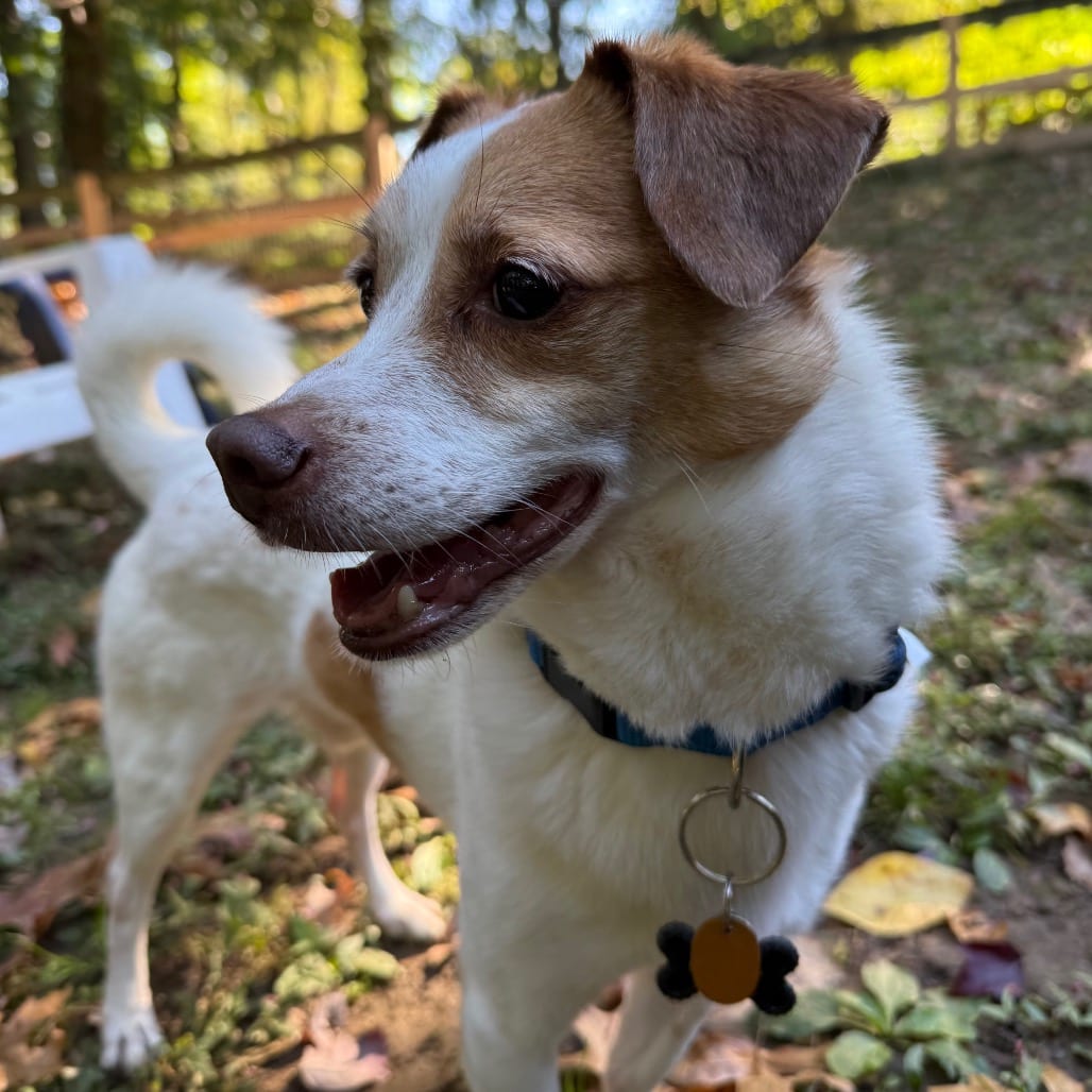Photo of Roonie, adoptable Terrier, Jack Russell in West Chester, Pennsylvania