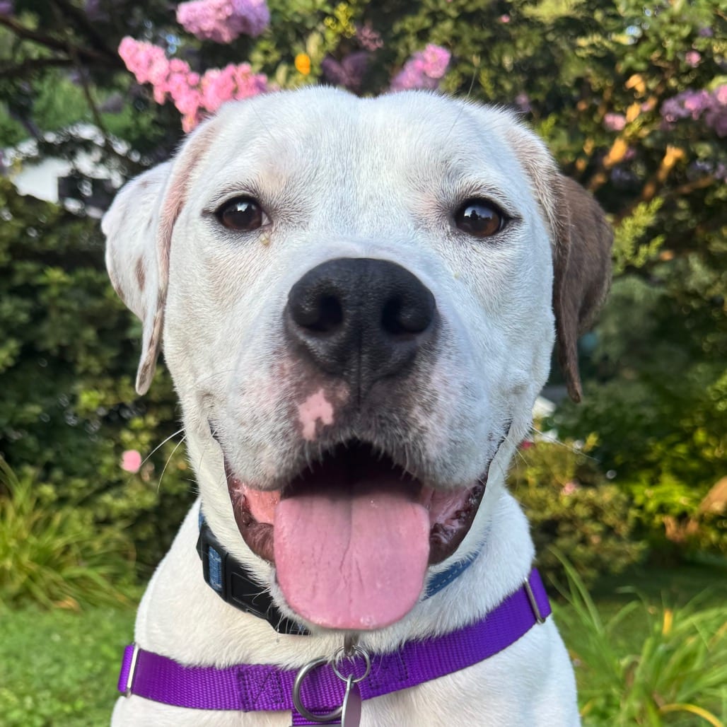 Photo of Cable (I have a Secret Crush!), adoptable Mixed Breed (Large) in Decatur, Georgia