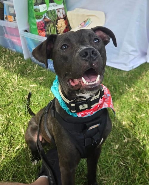 Photo of Alfie Boy, adoptable American Pit Bull Terrier in Germantown, Ohio