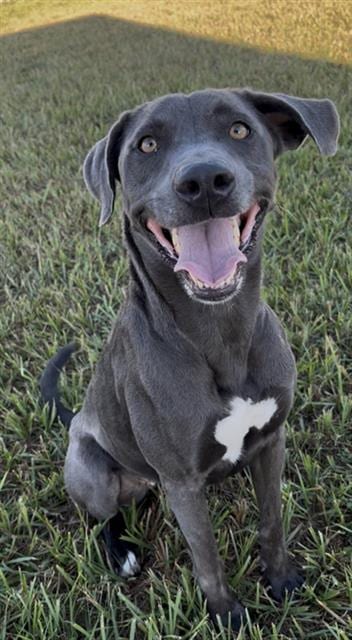 Photo of Selina, adoptable Labrador Retriever in Rosenberg, Texas