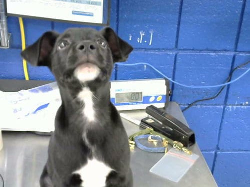 Photo of Nickel, adoptable Chihuahua in Albuquerque, New Mexico