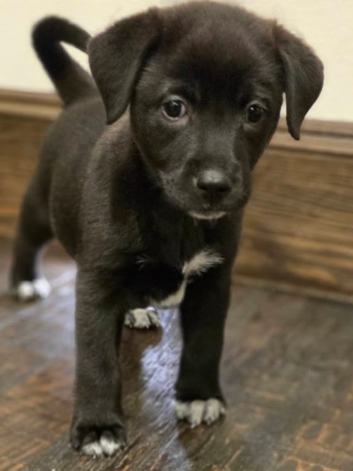 Photo of Smokey, adoptable Labrador Retriever in The Woodlands, Texas