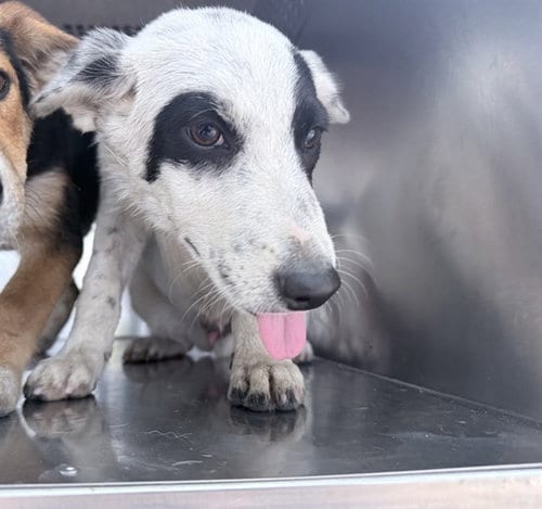 Photo of Hyde, adoptable Australian Cattle Dog/Blue Heeler in Phoenix, Arizona