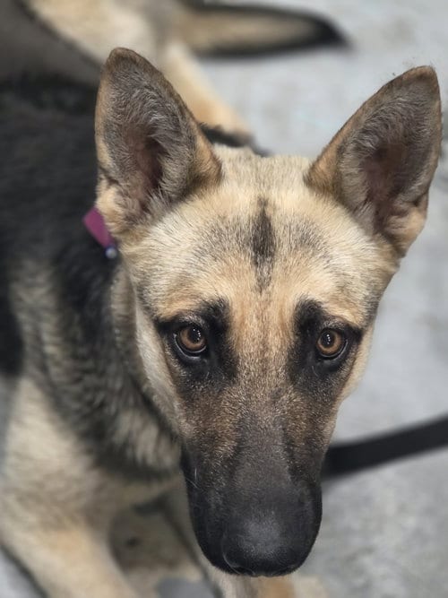 Photo of Baby Girl, adoptable German Shepherd Dog in New Orleans, Louisiana