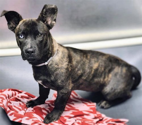 Photo of Kovu, adoptable Chihuahua in Houston, Texas