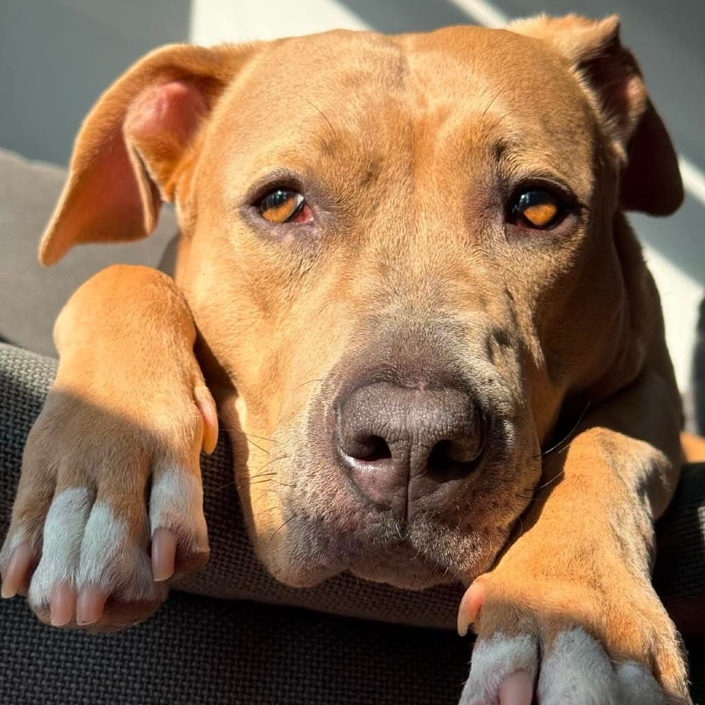Photo of Sabrina, adoptable Retriever, Black Labrador / Mixed Breed (Medium) in Whitestone, New York